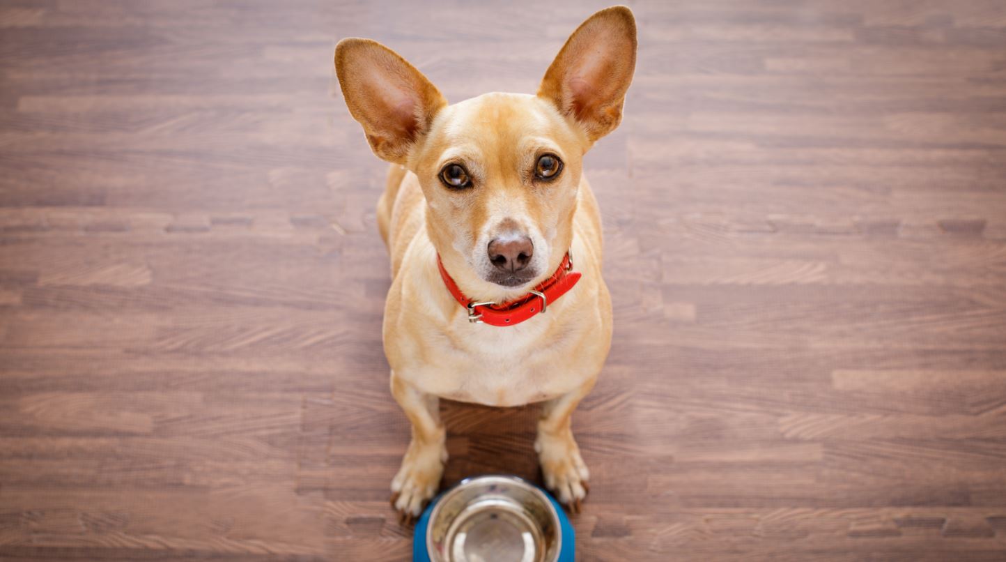 The Better Alternative to Raw Dog Food Insider Envy