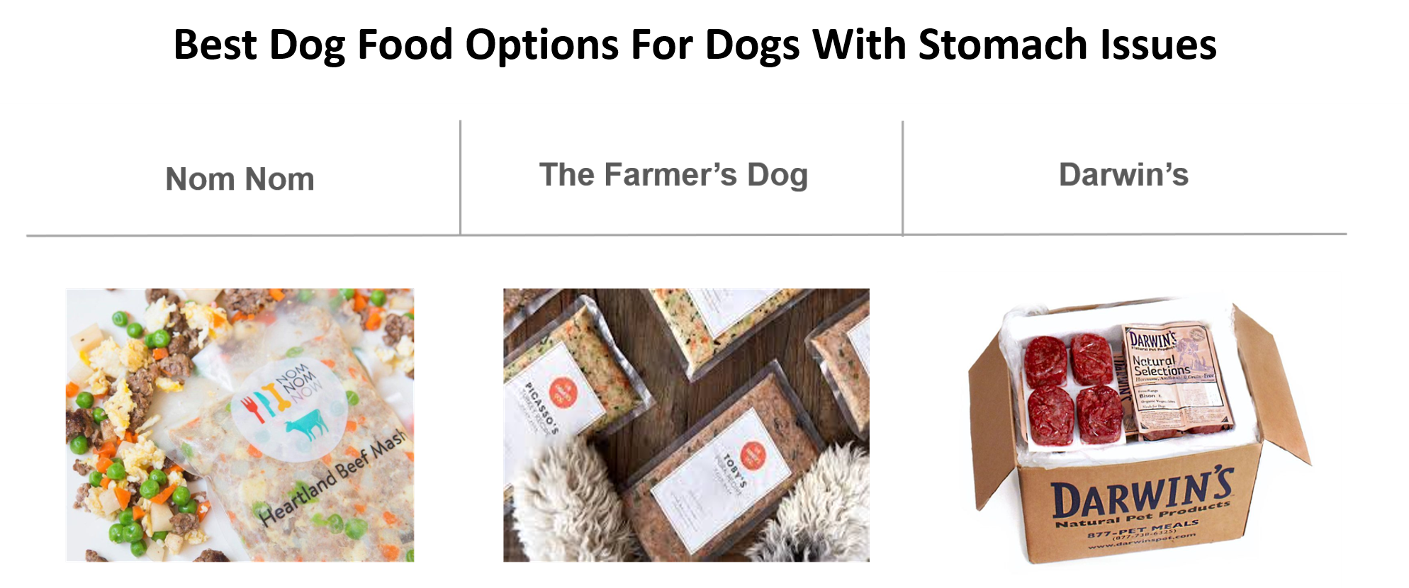 The Best Food To Help Your Dog's Stomach Issues Insider Envy